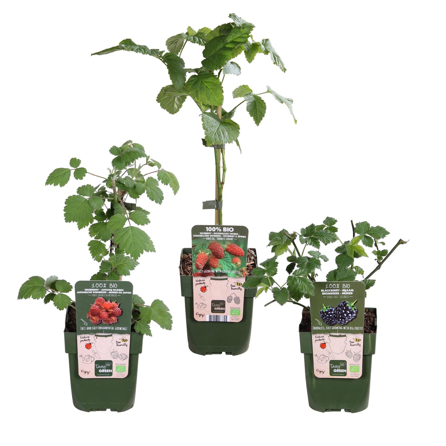 3er Set Rubus Mix – Robuste und pflegeleichte Gartensträucher