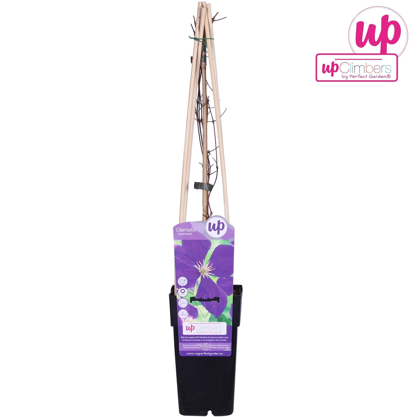 Clematis Jackmanii P15 – Blühende Kletterpflanze Ø15cm