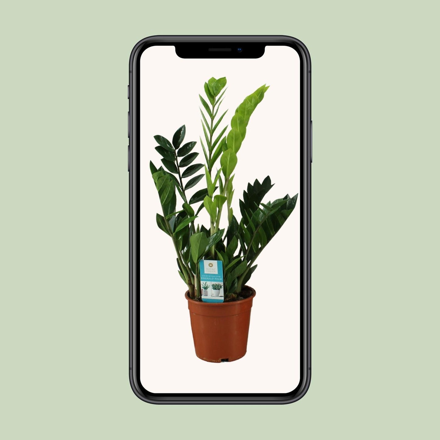Zamioculcas Zamiifolia – Pflegeleichte Zimmerpflanze Ø17cm