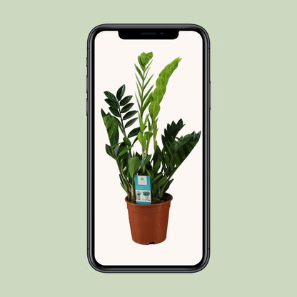 Zamioculcas Zamiifolia – Pflegeleichte Zimmerpflanze Ø17cm