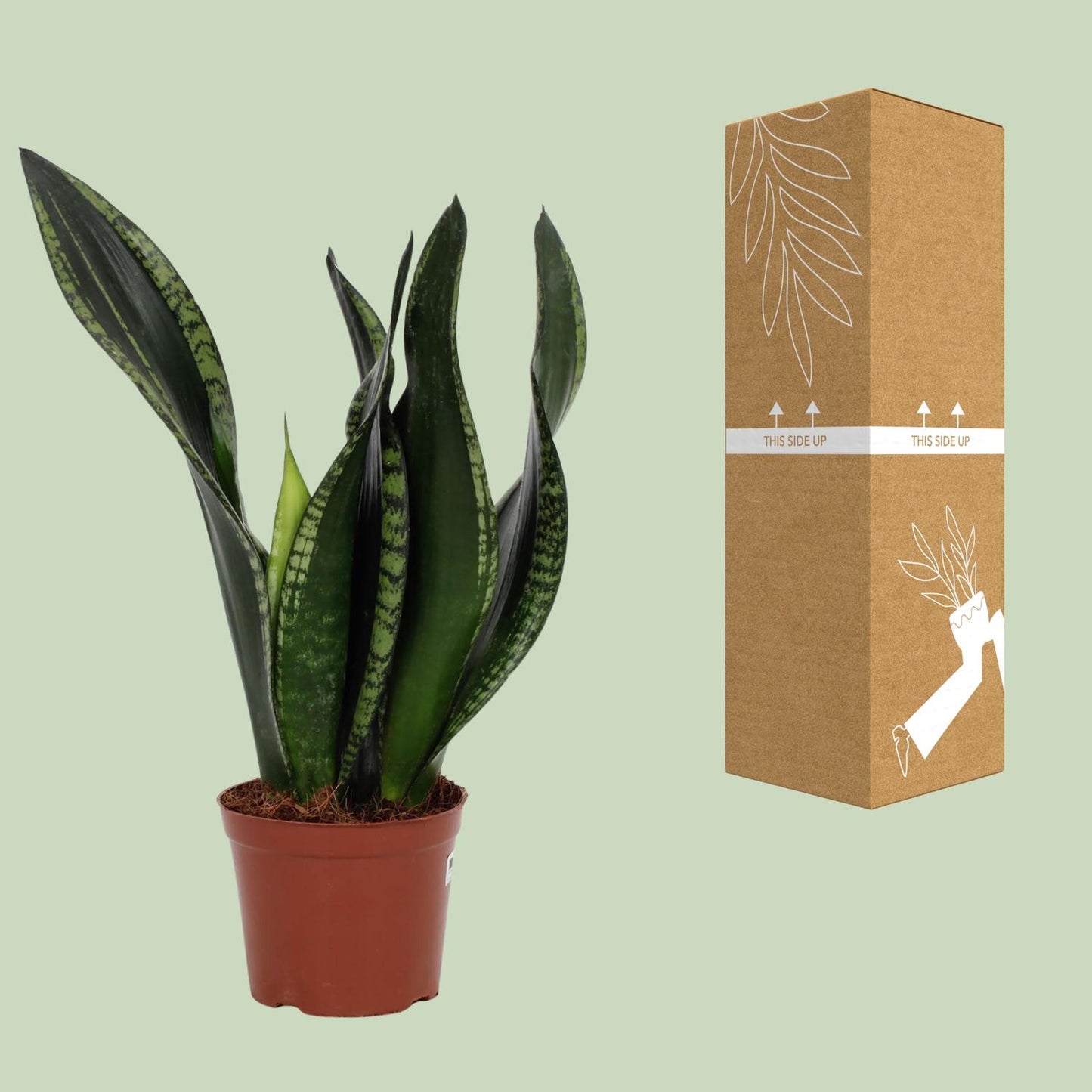 Sansevieria Whitney – Pflegeleichte Schwiegermutterzunge 12 cm
