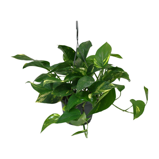 Scindapsus Epipremnum – Pflegeleichte Zimmerpflanze Ø15cm