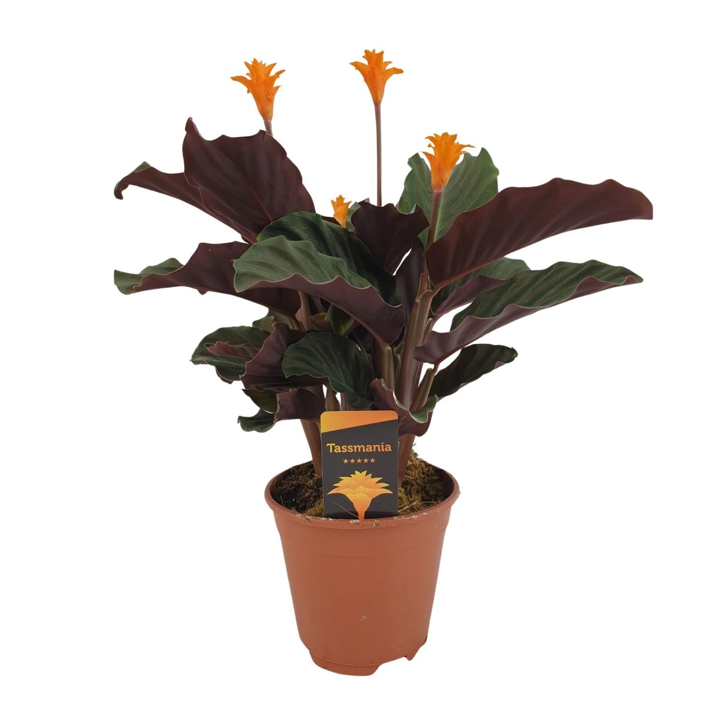 Calathea Crocata – Bunte, pflegeleichte Zimmerpflanze Ø14cm