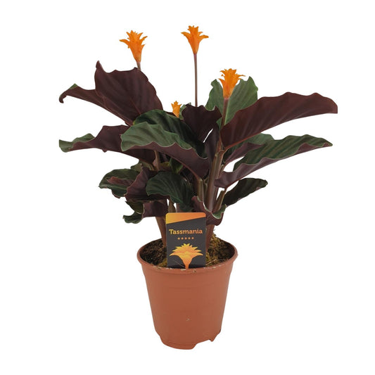 Calathea Crocata – Bunte, pflegeleichte Zimmerpflanze Ø14cm