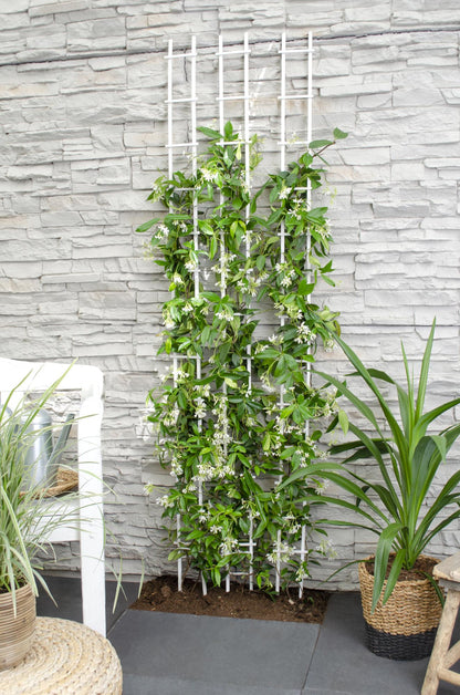 Toskanischer Jasmin 'Star of Venice' – Duftende Kletterpflanze Ø15cm