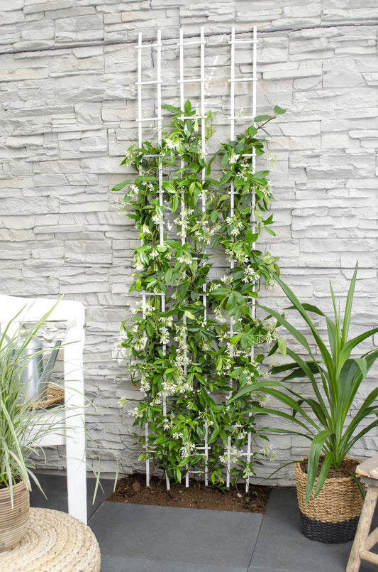 Toskanischer Jasmin 'Star of Venice' – Duftende Kletterpflanze Ø15cm