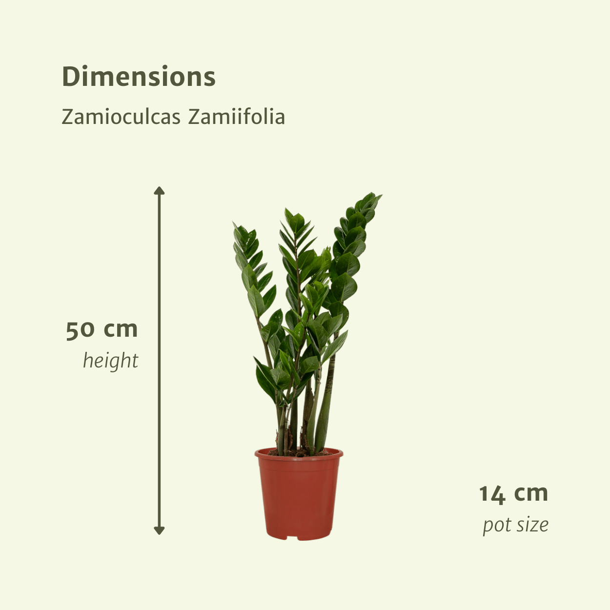 2x Zamioculcas Zamiifolia – Smaragdpalme, 50 cm, ø14 cm