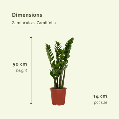 2x Zamioculcas Zamiifolia – Smaragdpalme, 50 cm, ø14 cm