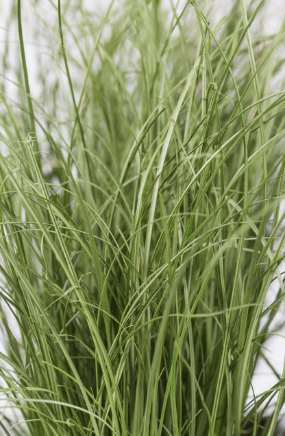 3x Carex comans 'Frosted Curls' Ø14cm – Immergrünes Ziergras Set