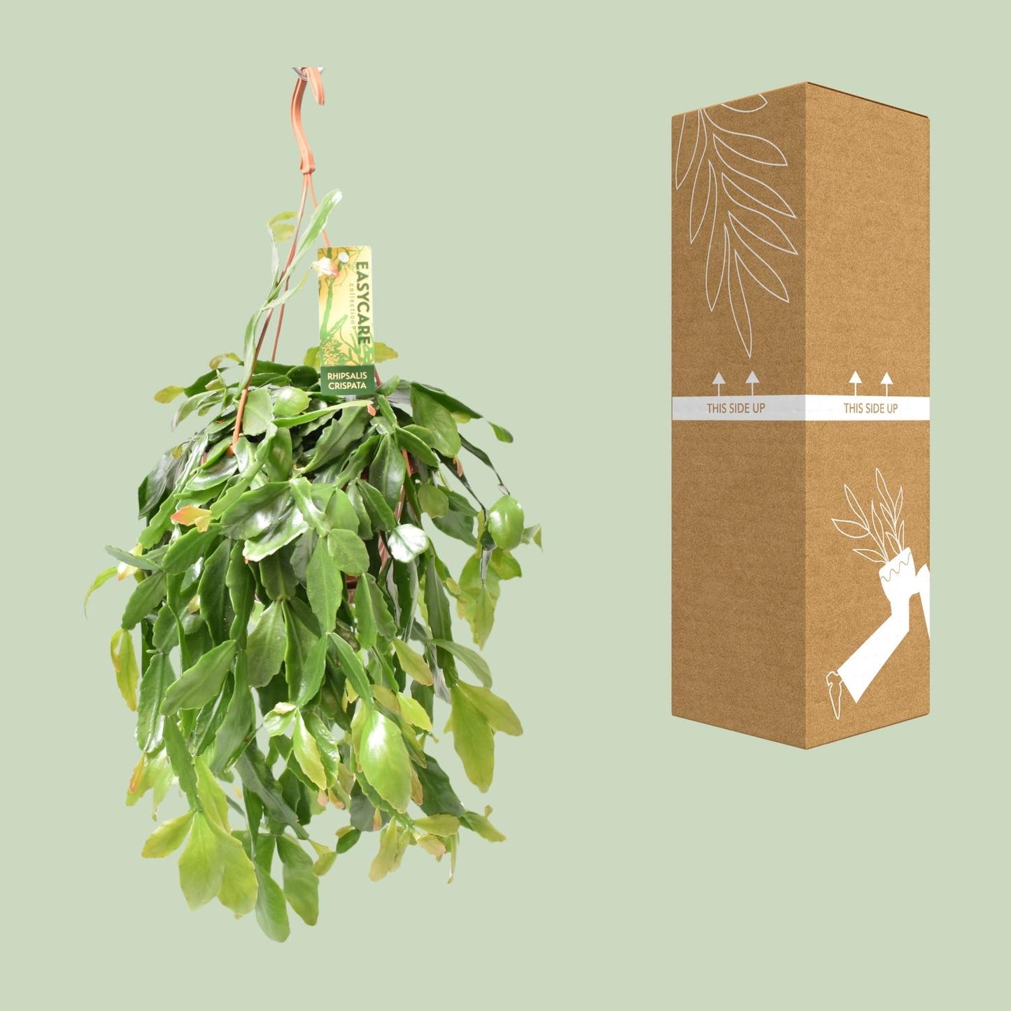 Rhipsalis Crispata – Pflegeleichte hängende Zimmerpflanze Ø14cm