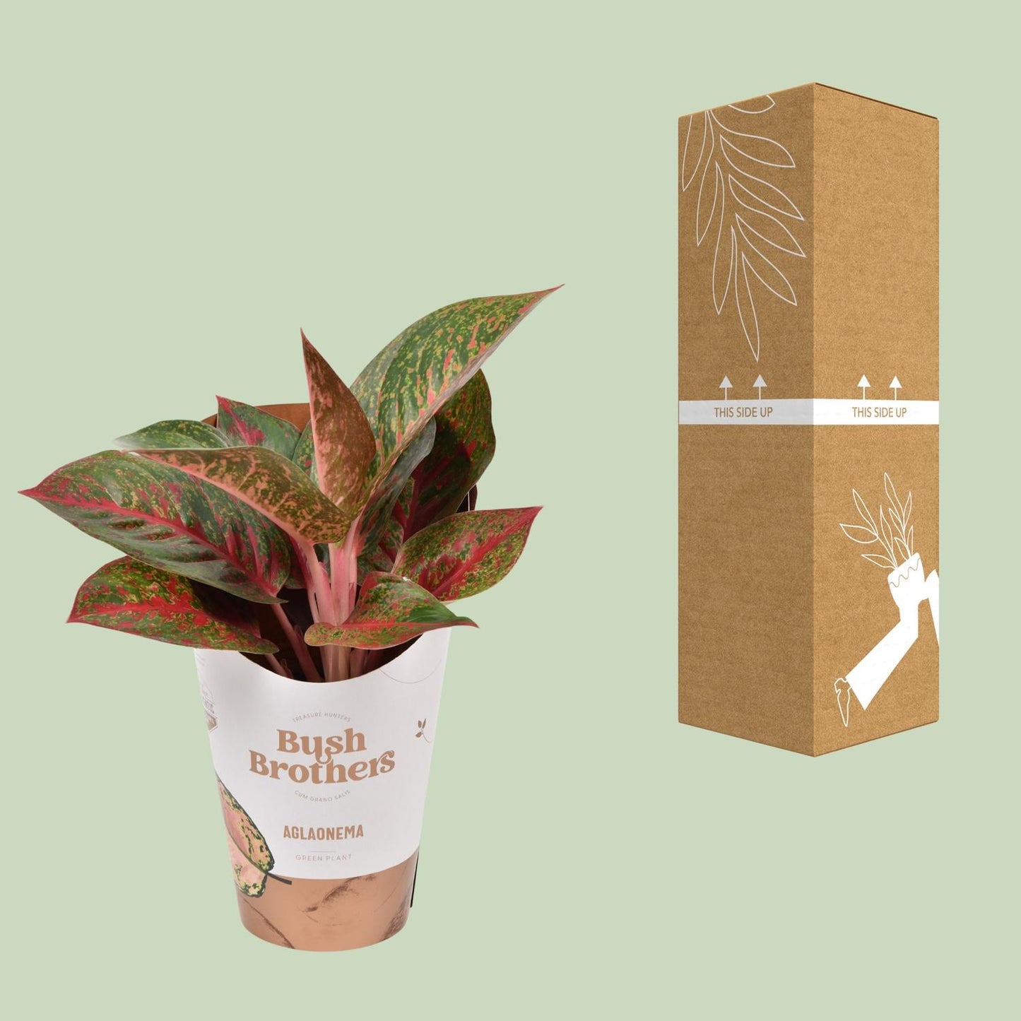 Aglaonema Dark Star – Pflegeleichte Trendpflanze Ø12cm