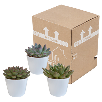 Echeveria-Mix 3er Set im weißen Keramiktopf 10,5 cm