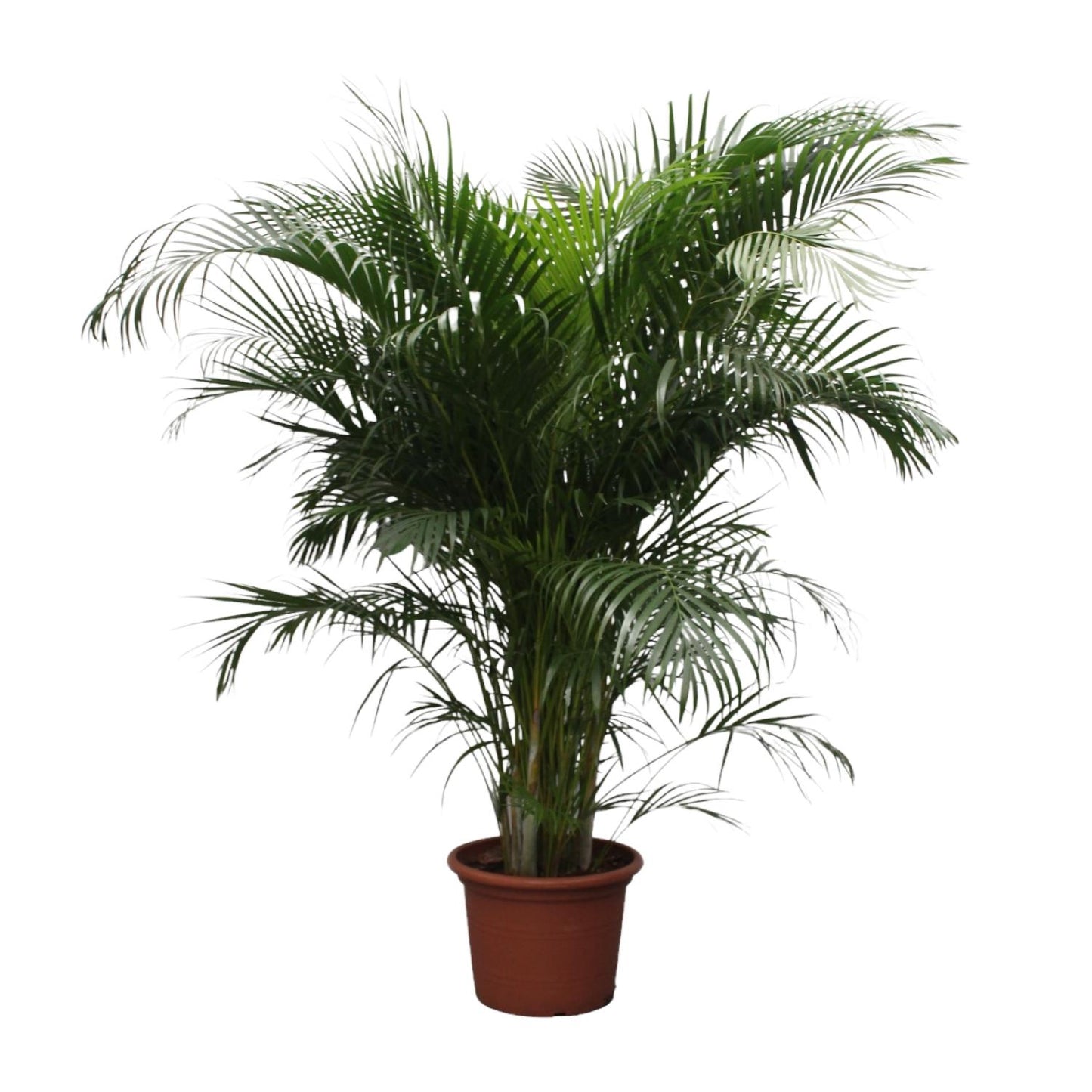 Dypsis Lutescens (Goldpalme) – 230 cm, ø40 cm
