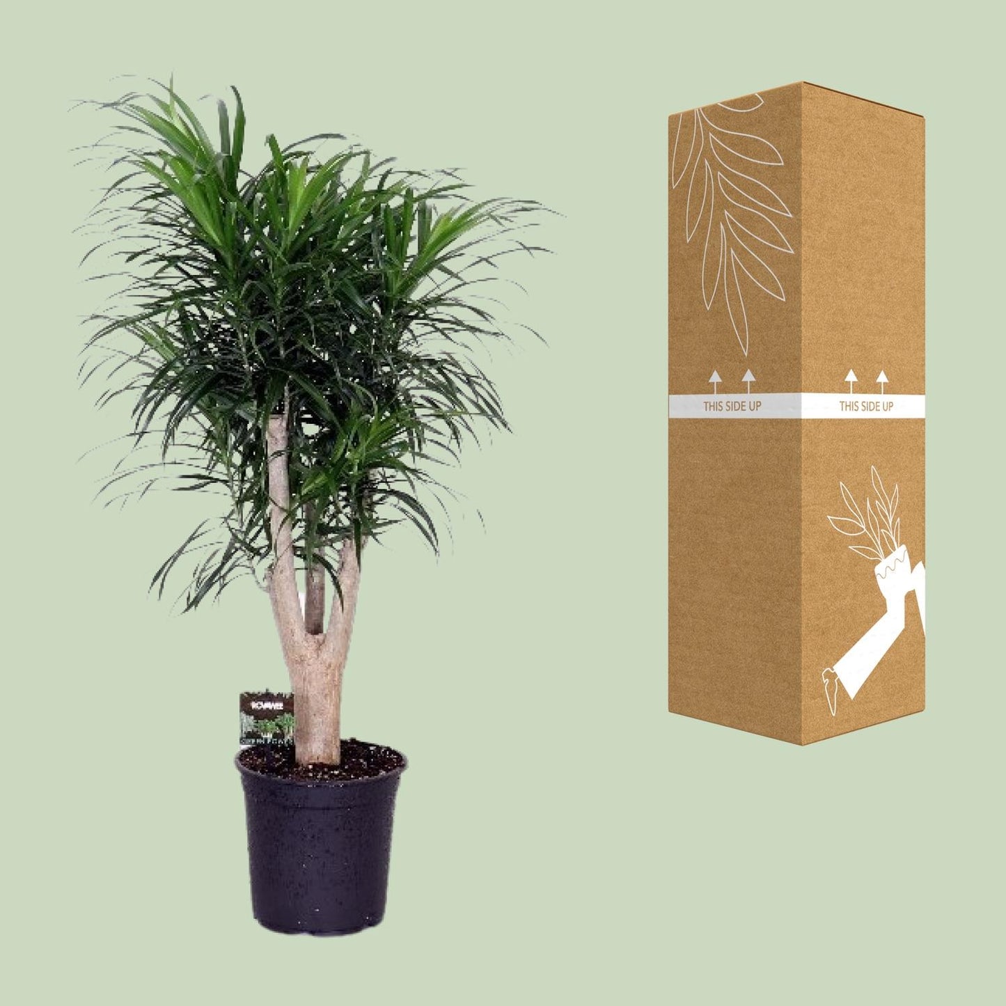 Dracaena Anita – Pflegeleichter Drachenbaum Ø24cm, 90cm hoch