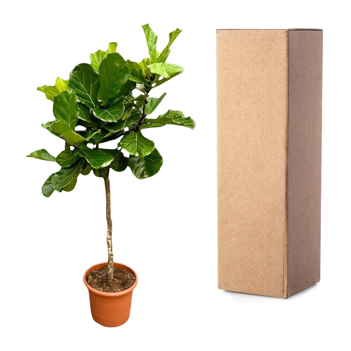 Ficus Lyrata boom XXL – Geigenfeige 200 cm