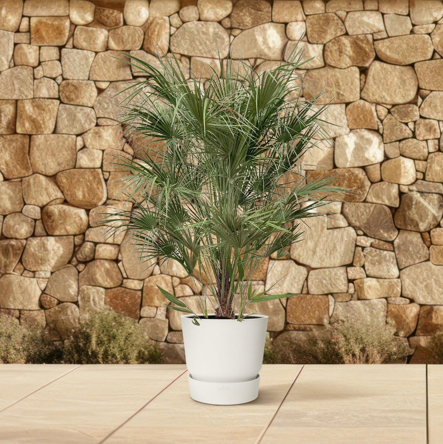 Chamaerops Humilis – Mediterrane Zwergpalme 170 cm