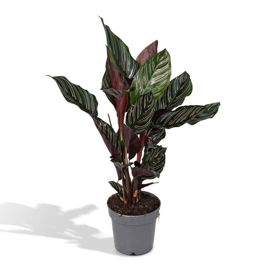 Calathea Ornata – Pflegeleichte Zimmerpflanze Ø14cm