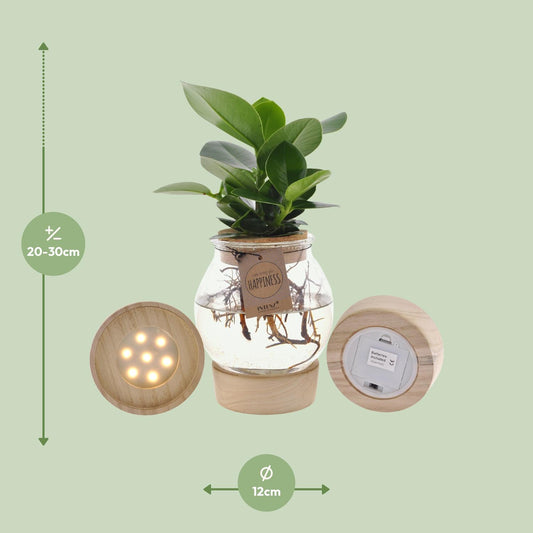 Clusia Hydroponie Pflanzenmix im Bolglas mit LED Ø12cm