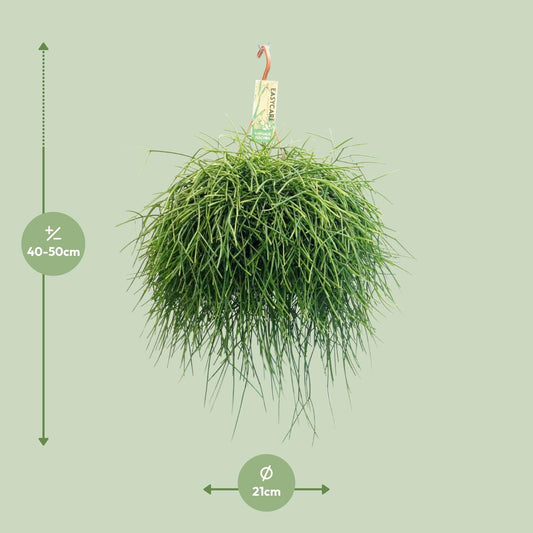 Rhipsalis Pulchra – Pflegeleichter Hängekaktus Ø21cm, 45cm hoch