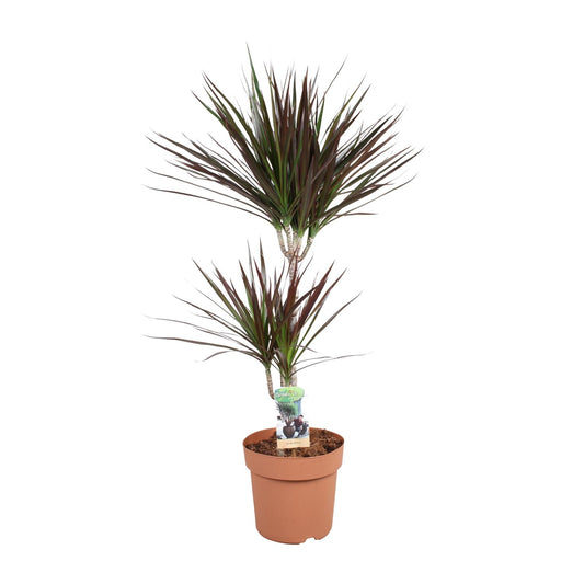 Drachenbaum Magenta – 90 cm pflegeleichte Zimmerpflanze