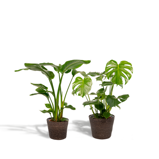 Zimmerpflanzen-Set: Strelitzia Nicolai & Monstera Deliciosa mit Korb