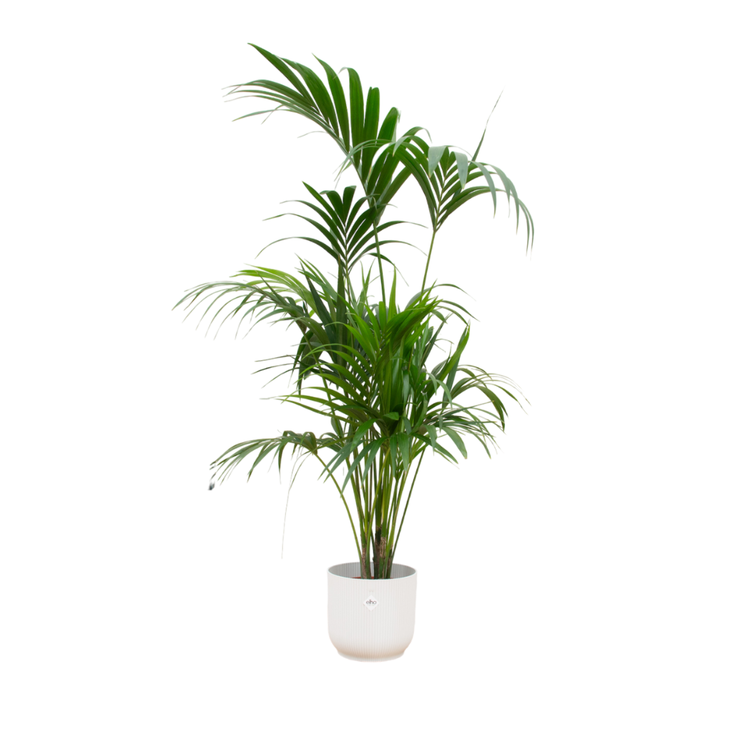 Kentia-Palme mit elho Vibes Fold Topf Ø30 – 180 cm