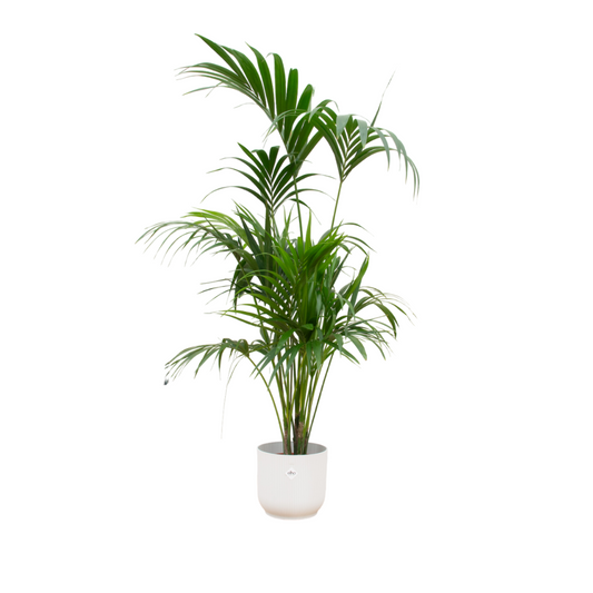 Kentia-Palme mit elho Vibes Fold Topf Ø30 – 180 cm