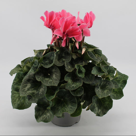Cyclaam Light Pink – Pflegeleichte Blühpflanze Ø17cm