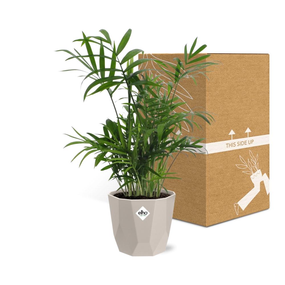Chamaedorea Zwergbergpalme im ELHO b.for rock 14 cm Topf