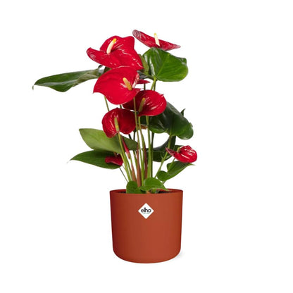 Anthurium Red 12cm im ELHO b.for soft rond 14cm Topf