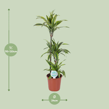 Dracaena Lemon Lime – Luftreinigende Zimmerpflanze Ø24cm