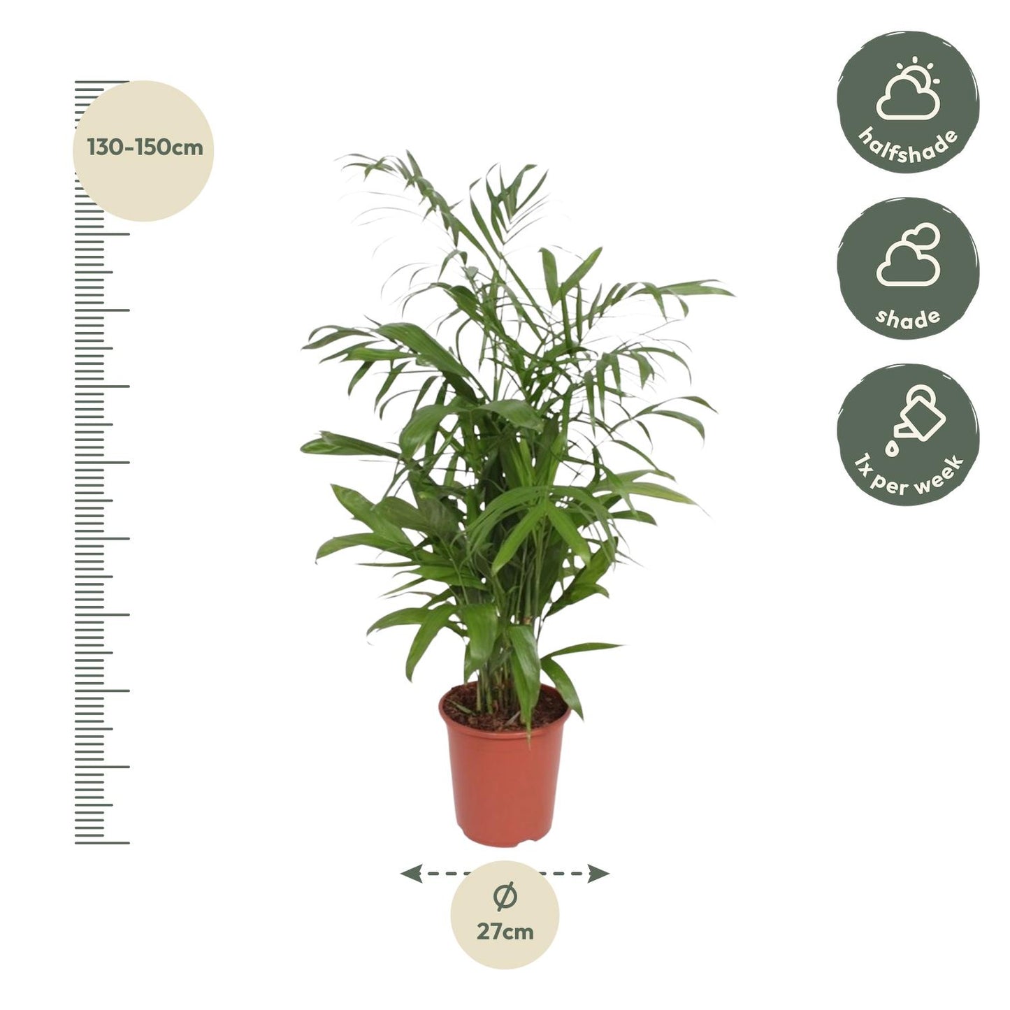 Chamaedorea Seifrizii – Elegante, pflegeleichte Zimmerpalme 140 cm