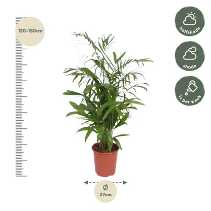 Chamaedorea Seifrizii – Elegante, pflegeleichte Zimmerpalme 140 cm