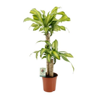 Dracaena Fragrans Massangeana – pflegeleichte Zimmerpflanze Ø19cm
