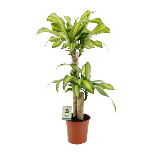 Dracaena Fragrans Massangeana – pflegeleichte Zimmerpflanze Ø19cm