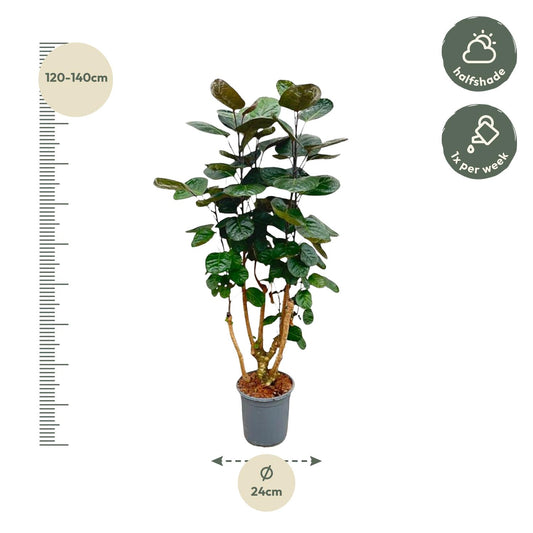 Polyscias Fabian – 130 cm – Pflegeleichte Zimmerpflanze