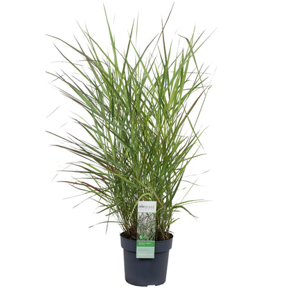 Panicum virgatum 'Prairie Sky' – Pflegeleichtes Ziergras Ø19cm