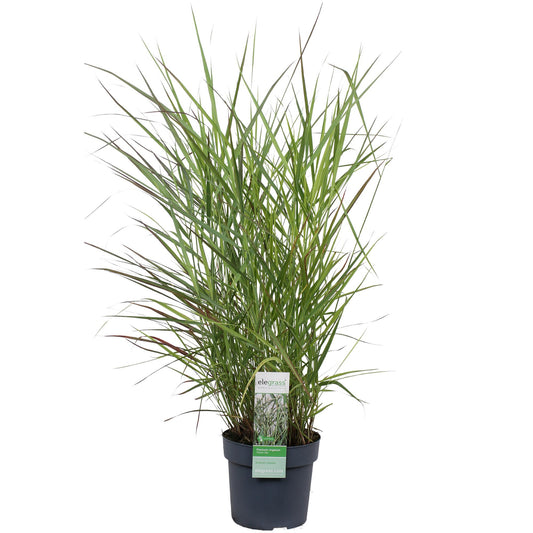 Panicum virgatum 'Prairie Sky' – Pflegeleichtes Ziergras Ø19cm
