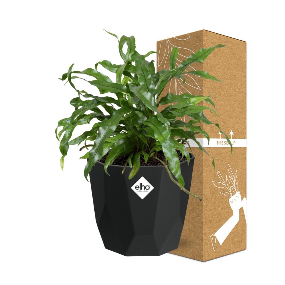 Microsorum Diversifolium – Kängurufarn 14cm Topf
