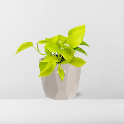 Epipremnum Pinnatum ‘Golden Pothos’ in ELHO b.for rock 14 cm warm grey