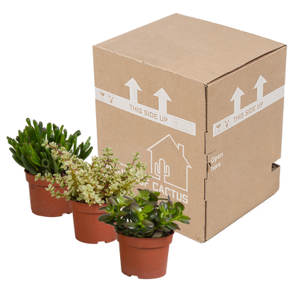 Crassula-Mischung 3er-Set – pflegeleichte Sukkulenten