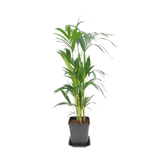 Howea Forsteriana – Pflegeleichte Zimmerpalme Ø21 cm