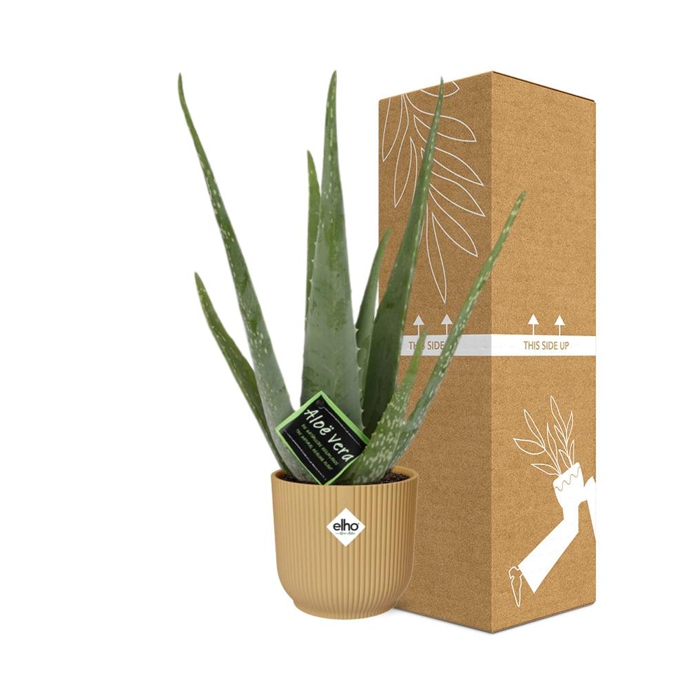 Aloe Vera 12cm in ELHO Vibes Fold 14cm Gelb – Pflegeleichte Sukkulente