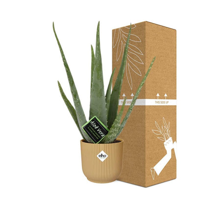 Aloe Vera 12cm in ELHO Vibes Fold 14cm Gelb – Pflegeleichte Sukkulente
