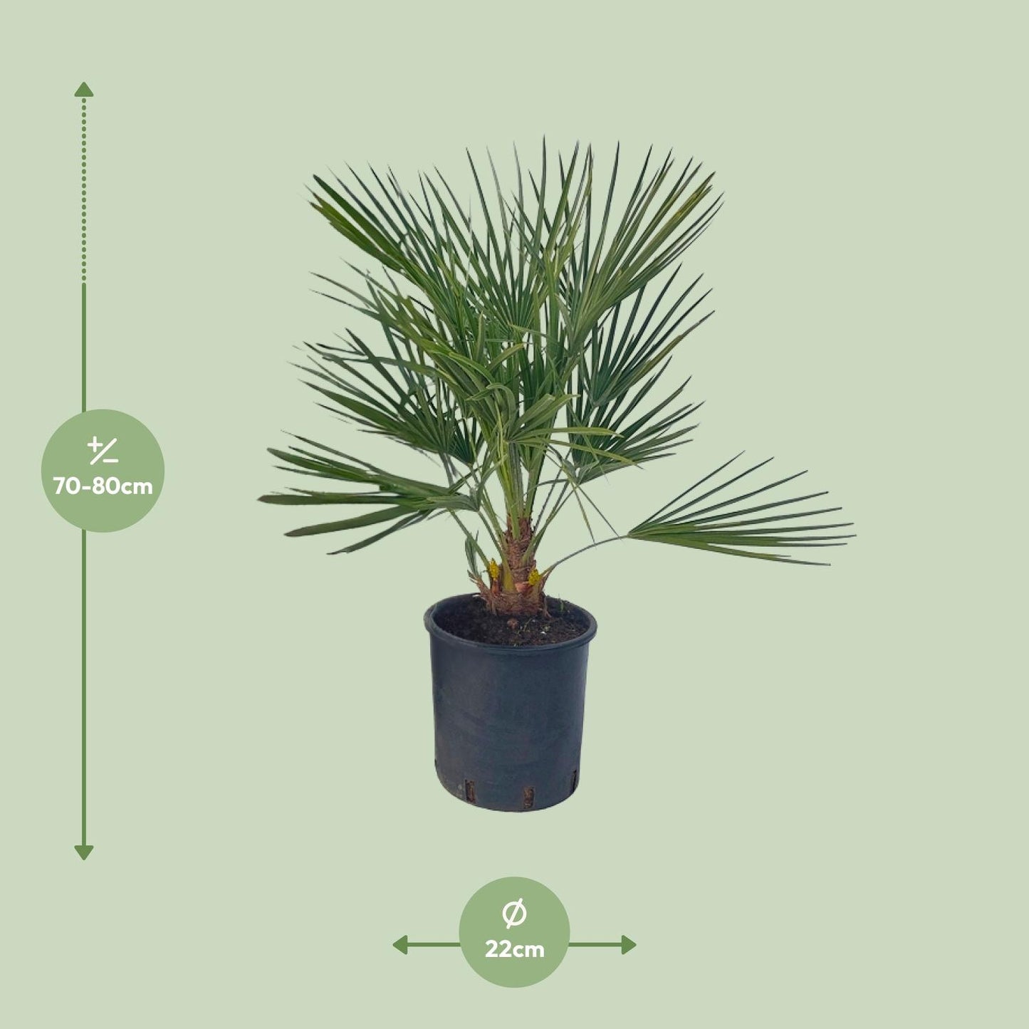 Chamaerops Humilis – Pflegeleichte Zwergpalme Ø22 cm