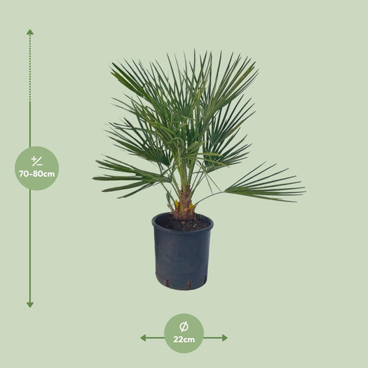 Chamaerops Humilis – Pflegeleichte Zwergpalme Ø22 cm