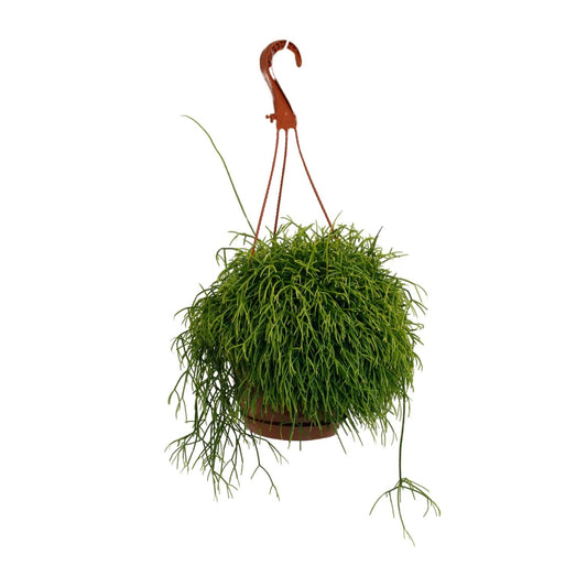 Rhipsalis Cassutha – Pflegeleichte luftreinigende Zimmerpflanze Ø17cm