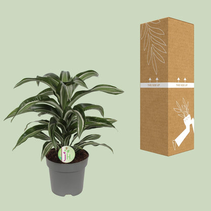 Dracaena Jade Jewel – Pflegeleichte Trendpflanze Ø17cm