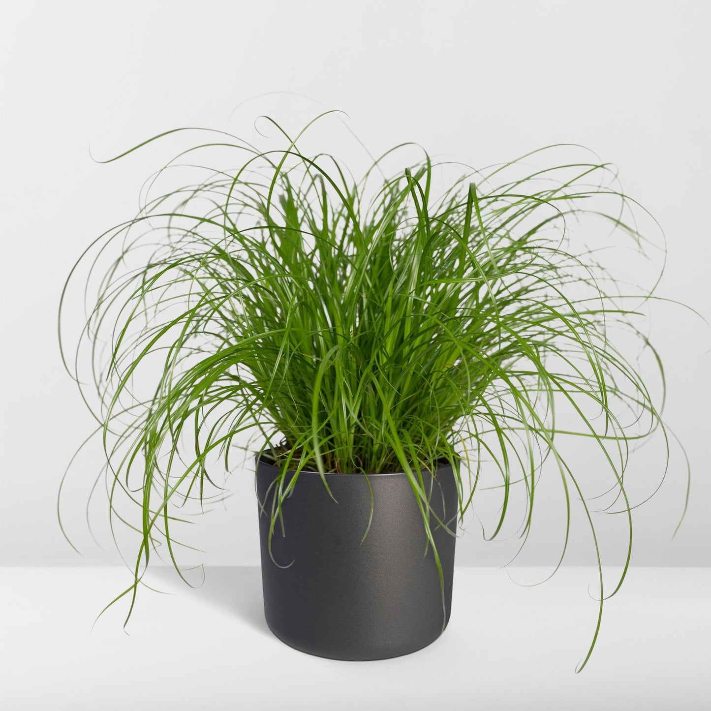 Zypergras (Katzengras) Ø12cm – Pflegeleichte Zimmerpflanze