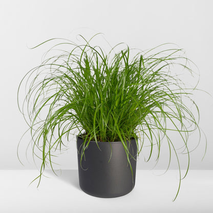 Zypergras (Katzengras) Ø12cm – Pflegeleichte Zimmerpflanze